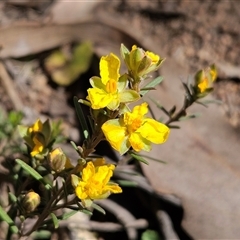 Hibbertia calycina (Lesser Guinea-flower) at Hawker, ACT - 16 Oct 2024 by sangio7