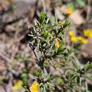 Hibbertia calycina at Hawker, ACT - 16 Oct 2024 11:13 AM