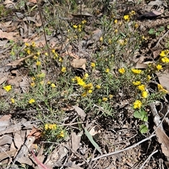 Hibbertia calycina at Hawker, ACT - 16 Oct 2024 11:13 AM