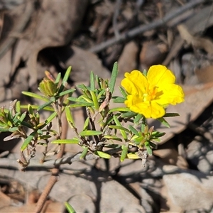 Hibbertia calycina at Hawker, ACT - 16 Oct 2024