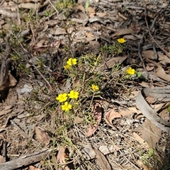 Hibbertia calycina at Hawker, ACT - 16 Oct 2024