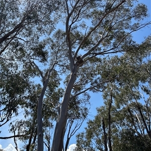 Phascolarctos cinereus at Jacka, ACT - suppressed