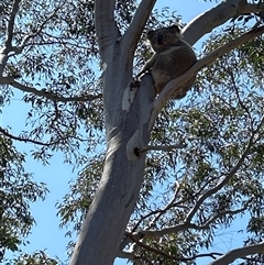 Phascolarctos cinereus at Jacka, ACT - suppressed