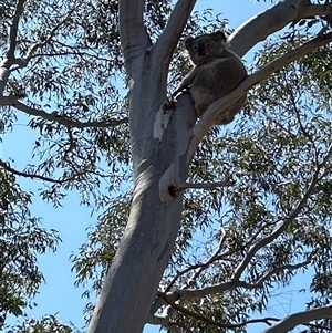 Phascolarctos cinereus at Jacka, ACT - 17 Oct 2024