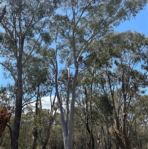 Phascolarctos cinereus at Jacka, ACT - 17 Oct 2024