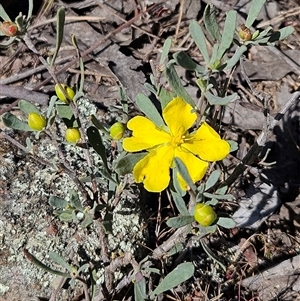 Hibbertia obtusifolia at Hawker, ACT - 16 Oct 2024 11:29 AM