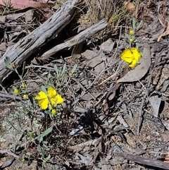 Hibbertia obtusifolia at Hawker, ACT - 16 Oct 2024