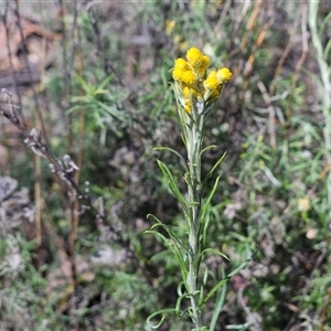 Chrysocephalum semipapposum at Hawker, ACT - 16 Oct 2024