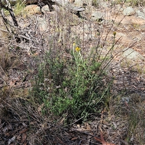 Chrysocephalum semipapposum at Hawker, ACT - 16 Oct 2024