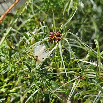 Clematis leptophylla (Small-leaf Clematis, Old Man's Beard) at Hawker, ACT - 16 Oct 2024 by sangio7