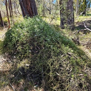 Clematis leptophylla at Hawker, ACT - 16 Oct 2024