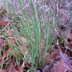 Unidentified Lily or Iris at Barton, ACT - 13 Oct 2010 by JasonPStewartNMsnc2016