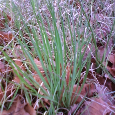 Unidentified Lily or Iris at Barton, ACT - 13 Oct 2010 by JasonPStewartNMsnc2016