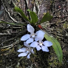 Sarcochilus falcatus (Orange Blossum Orchid) at Fitzroy Falls, NSW - 17 Oct 2024 by GlossyGal