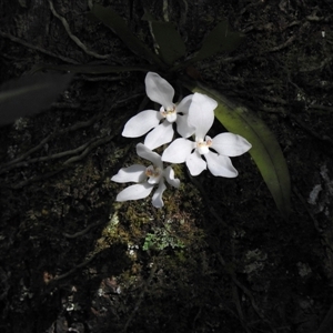 Sarcochilus falcatus at Fitzroy Falls, NSW - 17 Oct 2024