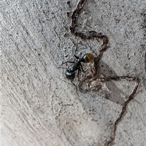 Camponotus aeneopilosus at Aranda, ACT - 13 Oct 2024 12:02 PM