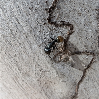 Camponotus aeneopilosus (A Golden-tailed sugar ant) at Aranda, ACT - 13 Oct 2024 by mroseby