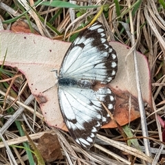 Belenois java (Caper White) at Tennent, ACT - 16 Oct 2024 by Philip