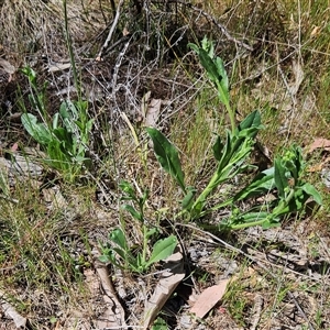 Hackelia suaveolens at Hawker, ACT - 16 Oct 2024