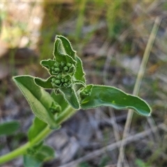 Hackelia suaveolens at Hawker, ACT - 16 Oct 2024