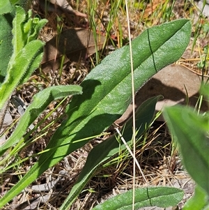 Hackelia suaveolens at Hawker, ACT - 16 Oct 2024