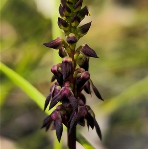 Corunastylis vernalis at East Lynne, NSW by Csteele4