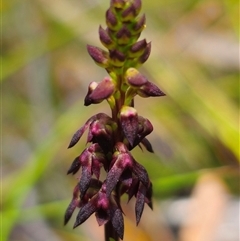 Corunastylis vernalis at suppressed - suppressed