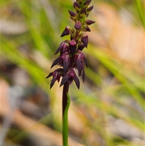 Corunastylis vernalis at suppressed - suppressed