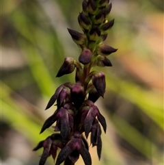 Corunastylis vernalis at suppressed - 17 Oct 2024