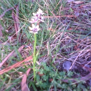 Wurmbea dioica subsp. dioica at Kingston, ACT - 9 Oct 2010 06:04 PM