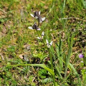 Wurmbea dioica subsp. dioica at Hawker, ACT - 16 Oct 2024