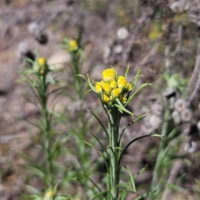 Chrysocephalum semipapposum (Clustered Everlasting) at Hawker, ACT - 16 Oct 2024 by sangio7