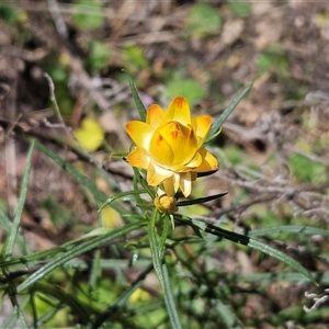 Xerochrysum viscosum at Hawker, ACT - 16 Oct 2024 12:20 PM