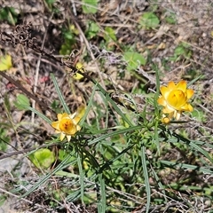 Xerochrysum viscosum at Hawker, ACT - 16 Oct 2024