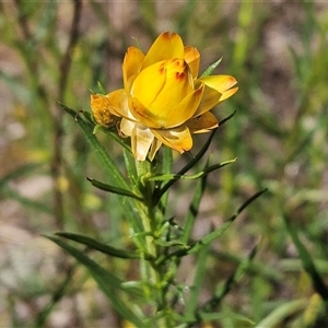 Xerochrysum viscosum at Hawker, ACT - 16 Oct 2024