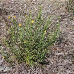 Xerochrysum viscosum at Hawker, ACT - 16 Oct 2024 12:25 PM