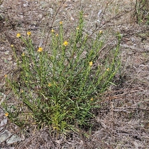 Xerochrysum viscosum at Hawker, ACT - 16 Oct 2024 12:25 PM