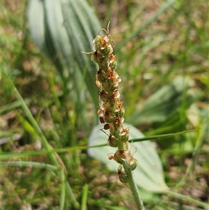 Plantago varia at Hawker, ACT - 16 Oct 2024 12:27 PM