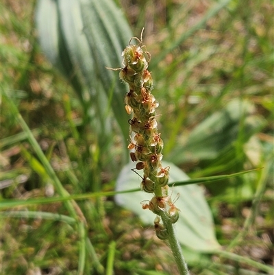 Plantago varia (Native Plaintain) at Hawker, ACT - 16 Oct 2024 by sangio7