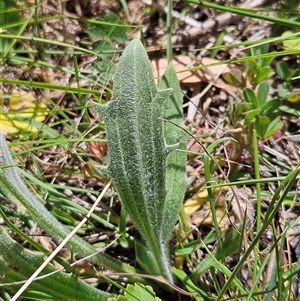 Plantago varia at Hawker, ACT - 16 Oct 2024 12:27 PM