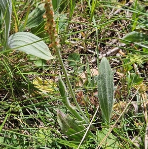 Plantago varia at Hawker, ACT - 16 Oct 2024 12:27 PM