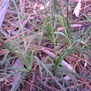 Eryngium ovinum at Kingston, ACT - 9 Oct 2010 06:52 PM