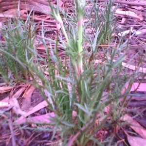 Eryngium ovinum at Kingston, ACT - 9 Oct 2010 06:52 PM