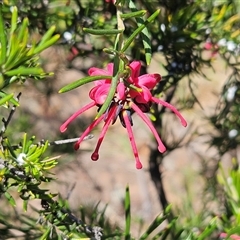 Grevillea sp. (Grevillea) at Hawker, ACT - 16 Oct 2024 by sangio7