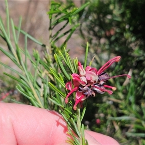 Grevillea sp. at Hawker, ACT - 16 Oct 2024 12:30 PM