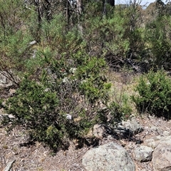 Grevillea sp. at Hawker, ACT - 16 Oct 2024 12:30 PM