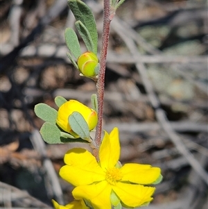 Hibbertia obtusifolia at Hawker, ACT - 16 Oct 2024