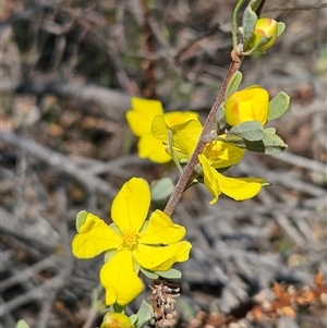 Hibbertia obtusifolia at Hawker, ACT - 16 Oct 2024