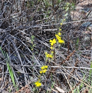 Hibbertia obtusifolia at Hawker, ACT - 16 Oct 2024