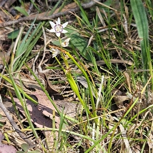 Wurmbea dioica subsp. dioica at Hawker, ACT - 16 Oct 2024 12:37 PM